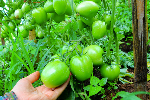 Hand holding green tomatoes in organic vegetable garden, close-up on unripe tomato plants