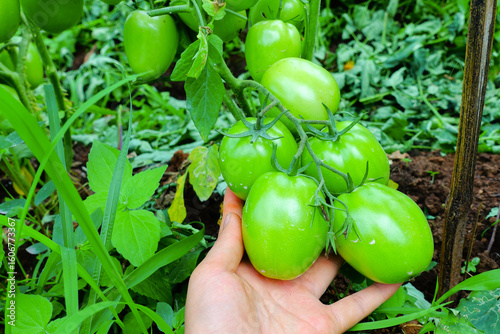 Hand holding green tomatoes in organic vegetable garden, close-up on unripe tomato plants