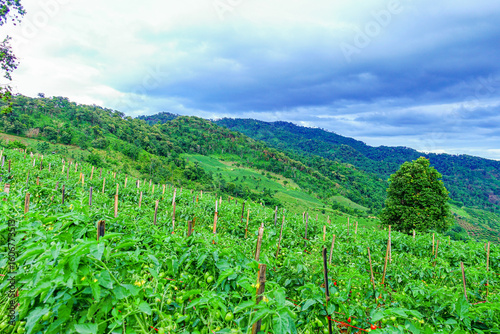 Green tomato farm on mountain hillside with scenic panoramic view of nature and sky
