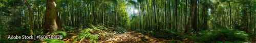 Panoramic forest trail exploration in nature hdr 360 degrees viewpoint of lush environment