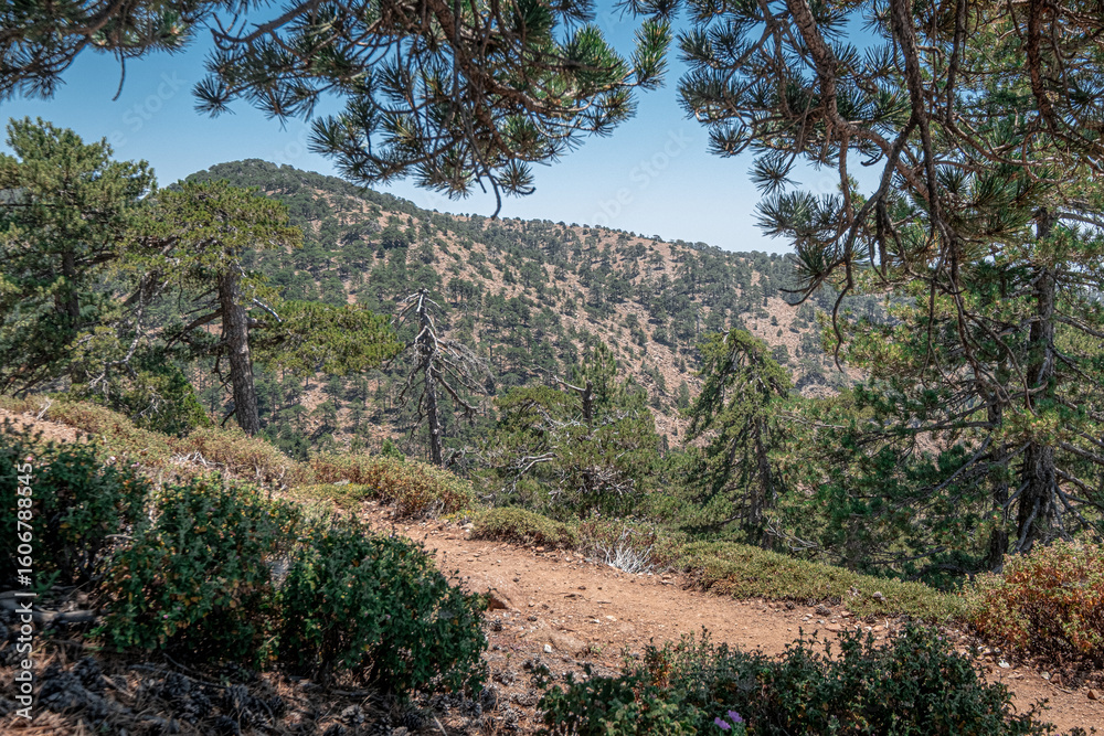 Fototapeta premium Atalante Trail, a 14 km circular (starts and ends at Troodos Square), almost level, moderately challenging trail around Mount Olympus in the Troodos Mountains, near Pano Platres, Limassol, Cyprus