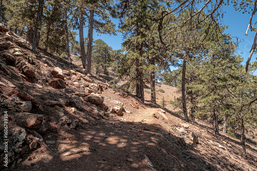 Atalante Trail, a 14 km circular (starts and ends at Troodos Square), almost level, moderately challenging trail around Mount Olympus in the Troodos Mountains, near Pano Platres, Limassol, Cyprus