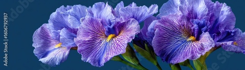 Iris minimal with tempo and flower concept. Vibrant purple flowers with vivid patterns and rich textures.
