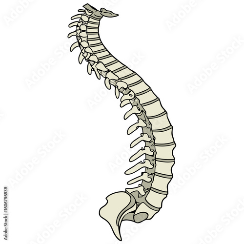 Anatomical illustration of a human spine, showcasing the intricate structure of vertebrae and their curvature, isolated on a white background