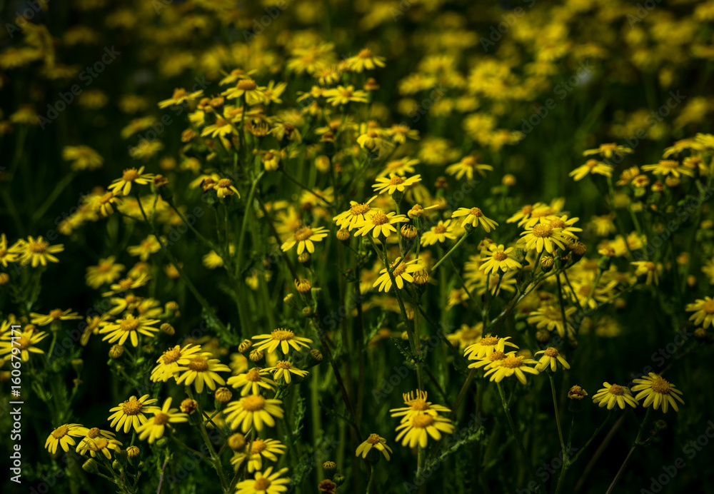 Fototapeta premium Yellow