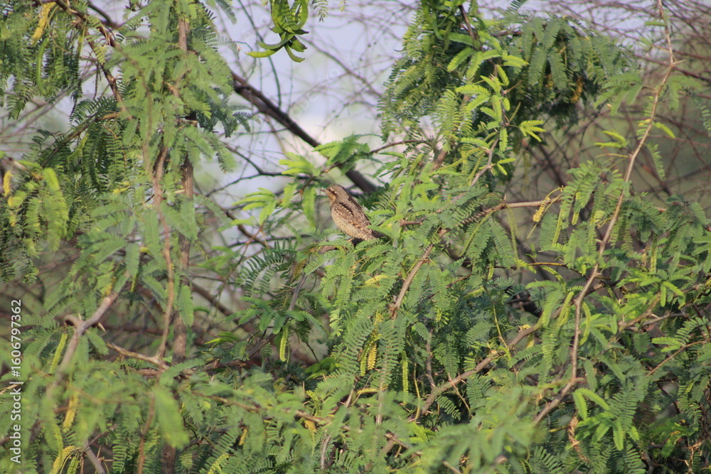 Birds on tree Birds on tree