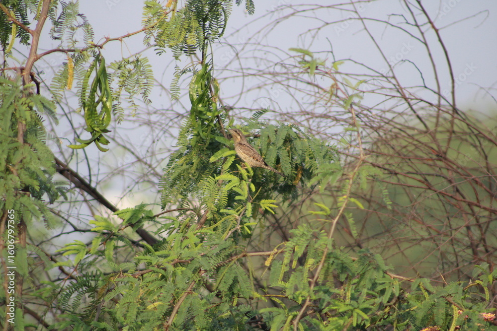Fototapeta premium Birds on tree