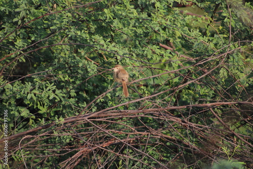Birds on tree