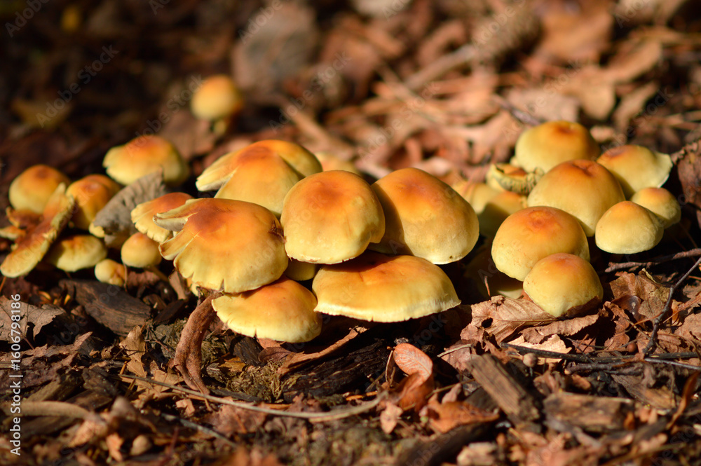 wild mushrooms growing on the tree bark and in the grass in the forest wild mushrooms growing on the tree bark and in the grass in the forest