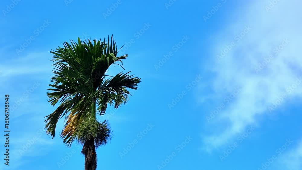 Tropical palm tree against a vibrant blue sky, blending natural beauty, ideal for travel, tourism, nature, and cityscape-themed designs. for commercial, editorial, and environmental project Tropical palm tree against a vibrant blue sky, blending natural beauty, ideal for travel, tourism, nature, and cityscape-themed designs. for commercial, editorial, and environmental project