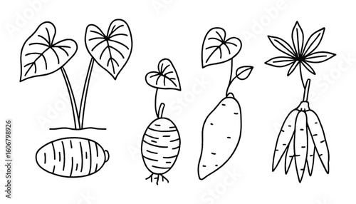 Botanical Line Drawing of Root Vegetables with Sprouts, Isolated on White Backdrop