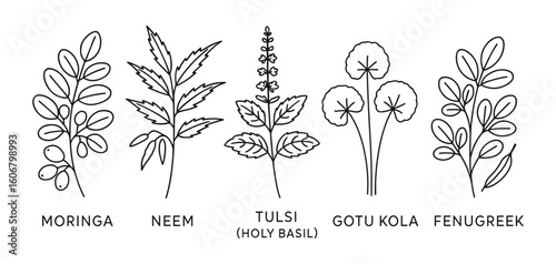 Botanical Illustration of Medicinal Plants: Moringa, Neem, Tulsi, Gotu Kola, Fenugreek.