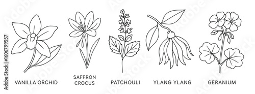 Detailed Line Art Illustration Set of Vanilla Orchid, Saffron Crocus, and More Flowers