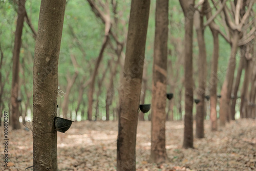 Rubber Trees Lined With Collection Pots in a Serene Forest Setting