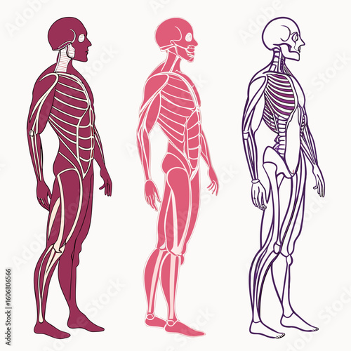 Three stylized human figures in profile view, showcasing the skeletal and muscular systems in different color palettes against a plain background