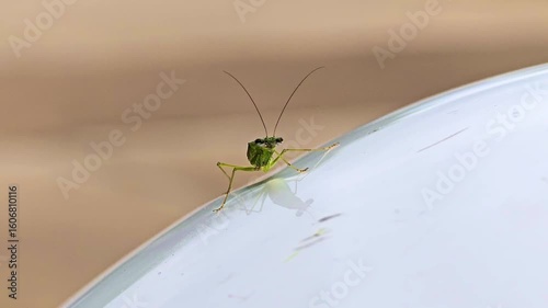 praying mantis on the ground