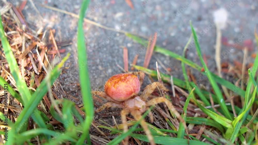 Large yellow cross spider with large rear part in Belarus. Large yellow cross spider with large rear part in Belarus.