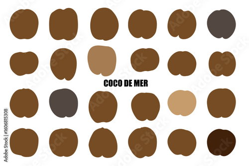 Rare Coco de Mer nut icon, sea coconut, coco de mer, or double coconut. Lodoicea fruit