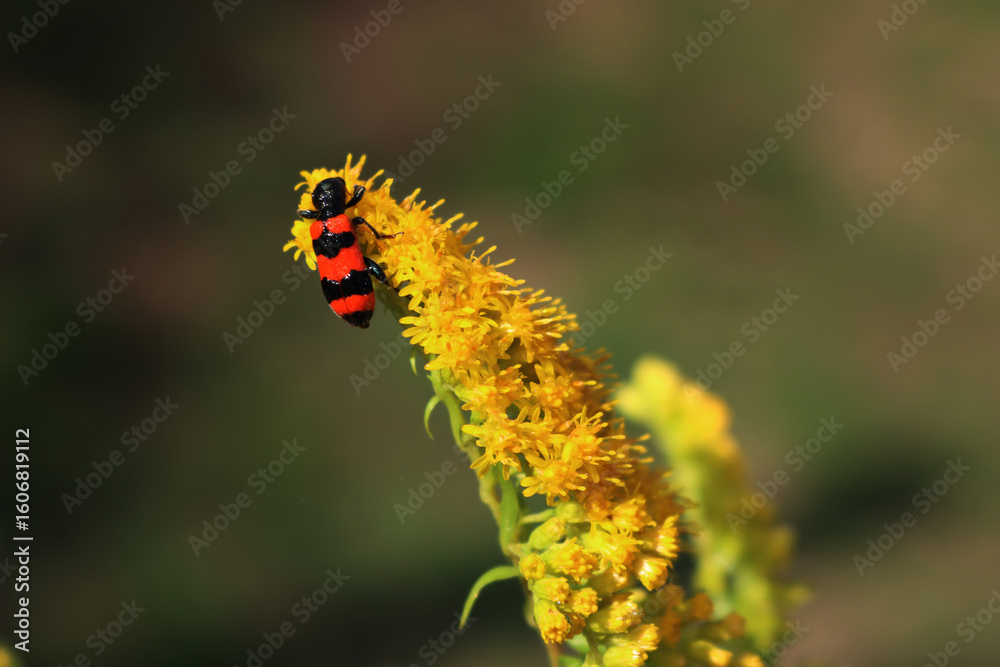 Naklejka premium Red and black Trichodes apiarius insect on solidago canadensis . Bright striped Bee beetle on a yellow Canadian goldenrod