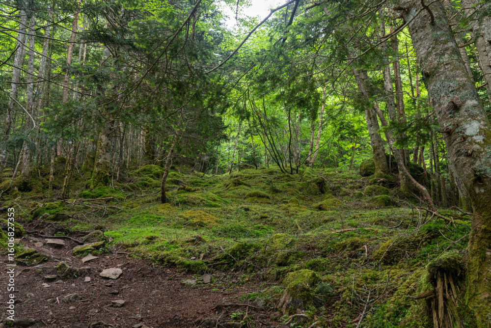 Obraz premium 八ヶ岳の森林01