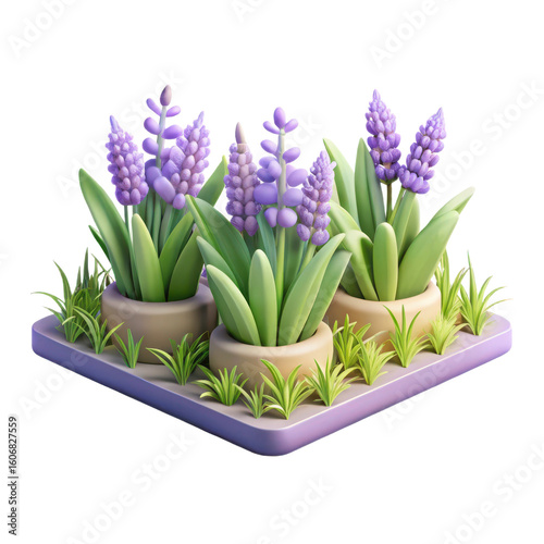 Delicate cluster of purple hyacinth flowers in pots with green leaves and grass on a light purple square base isolated on transparent background