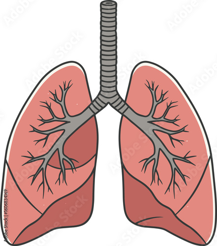 Human lungs illustration in detailed view with bronchi structures  