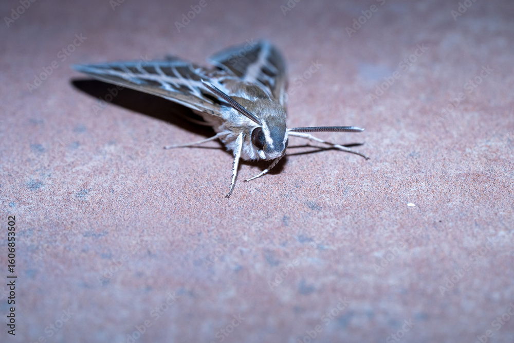 Obraz premium Striped Sphinx (Hyles livornica) photographed in Spain