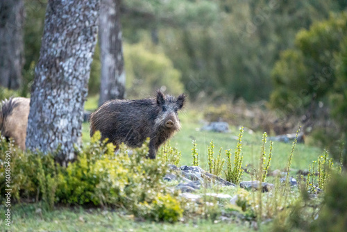 Common wild boar (Sus scrofa) photographed in Spain