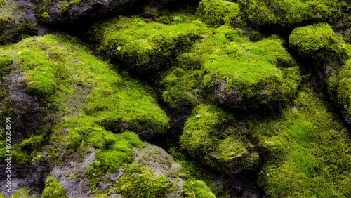 Green moss covering wet river rocks in a flowing forest stream