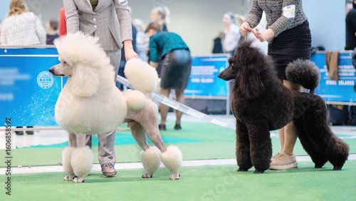 Φωτογραφία The white and black royal poodle at the dog show