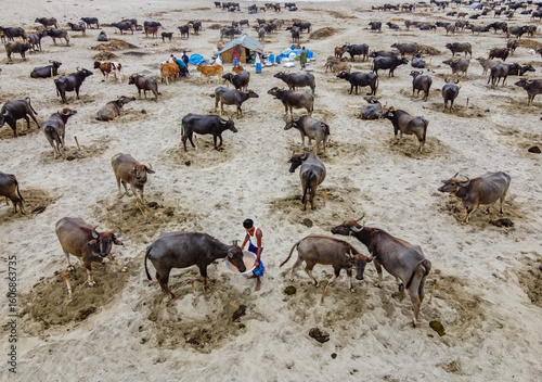 Aerial view of a vast herd of water buffaloes scattered across a sandy expanse, with a small encampment visible in the distance, Bogura, Rajshahi Division, Bangladesh.