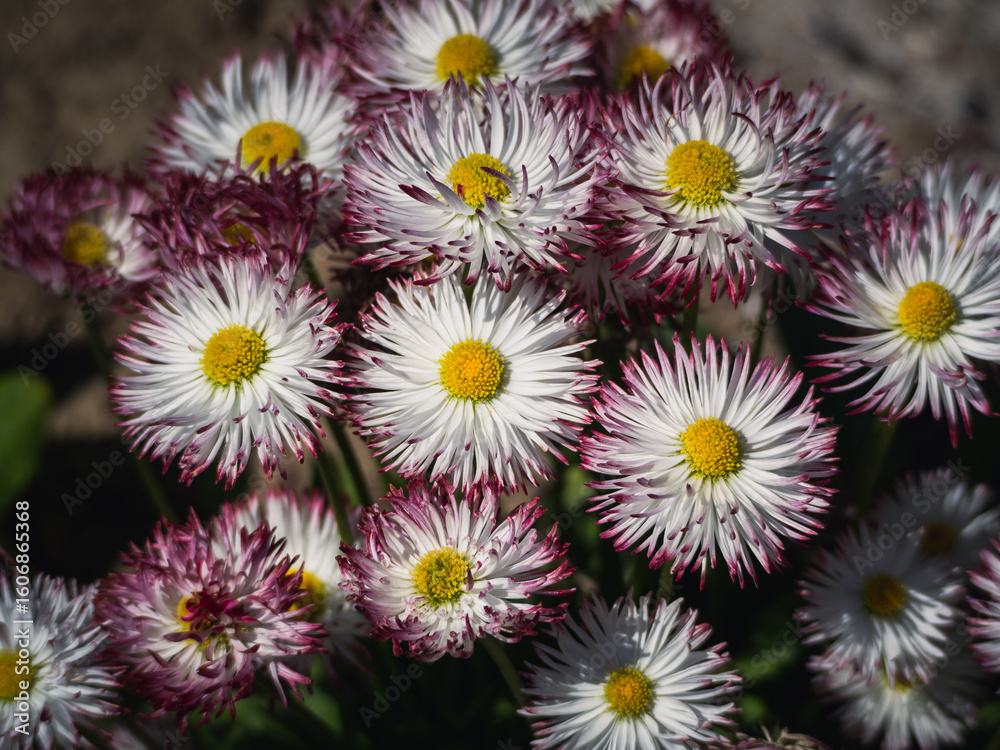 Close-up of blooming English daisy flowers (Bellis perennis) with white petals tipped in pink and vibrant yellow centers, captured in bright sunlight. Ideal for spring or garden themes. Close-up of blooming English daisy flowers (Bellis perennis) with white petals tipped in pink and vibrant yellow centers, captured in bright sunlight. Ideal for spring or garden themes.