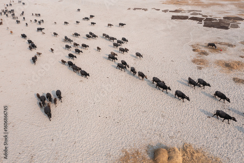 Aerial view of a large herd of dark water buffalo traversing the arid, cracked earth under the soft, diffused light, Bogura, Rajshahi Division, Bangladesh.