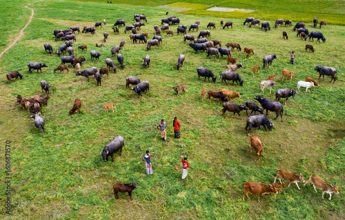 Aerial view of cattle grazing on the lush green fields, with herds spread across the landscape, Bogura, Rajshahi Division, Bangladesh.
