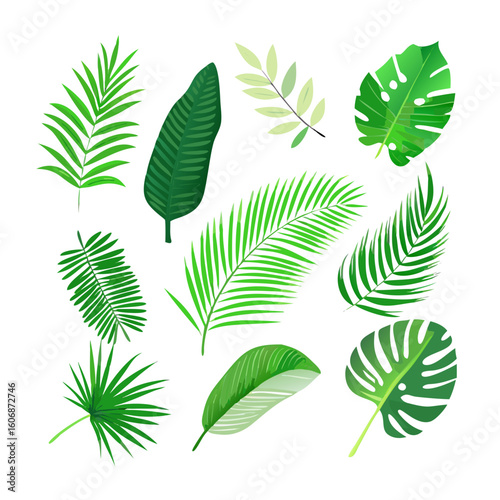 Collection of various green palm fronds and leaves in different shapes and sizes isolated on transparent background