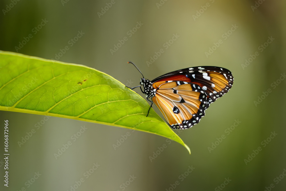 Obraz premium butterfly on green leaf