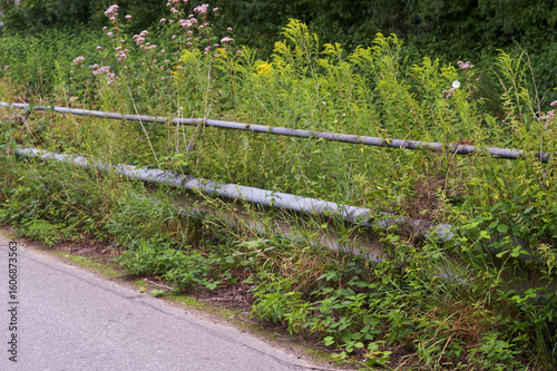 Wild plants growing by the roadside guard rail