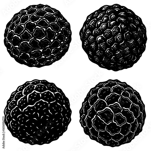 Illustration of four black truffles with detailed texture and unique patterns on a white background view