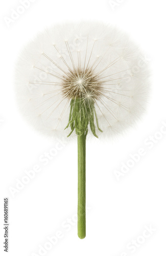 Unfertilized dandelion seed head with fluffy, parachute-like pappus for dispersal