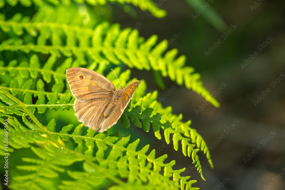Fototapeta premium single butterfly Large Oxeye (Maniola jurtina), sometimes also called the Cow Eye, Nymphalidae family, sitting on a fern leaf, brown butterfly with single black point on the wings