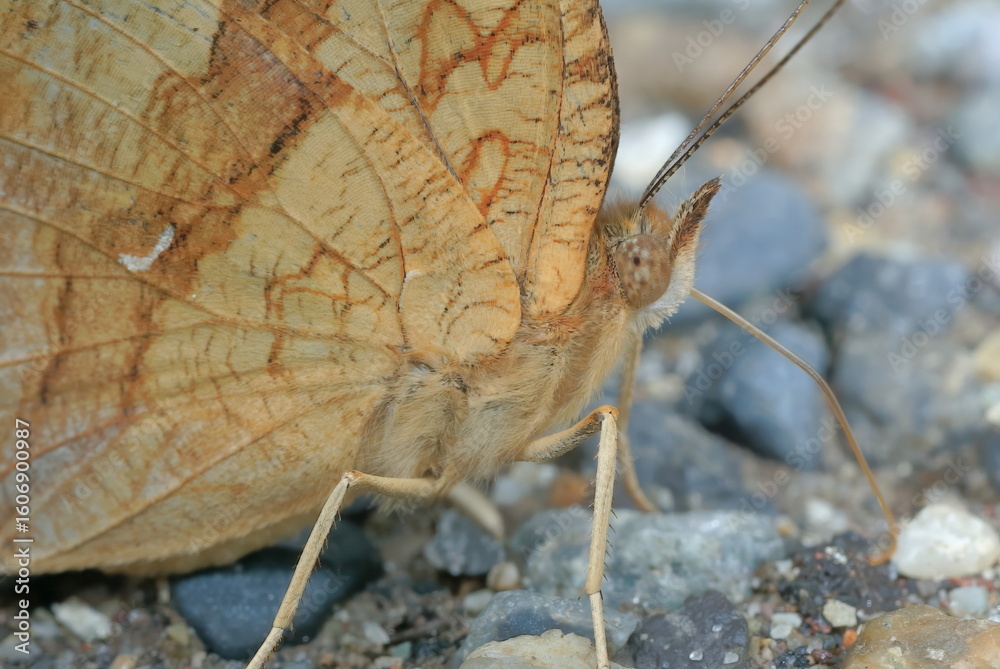 Obraz premium 【キタテハ】