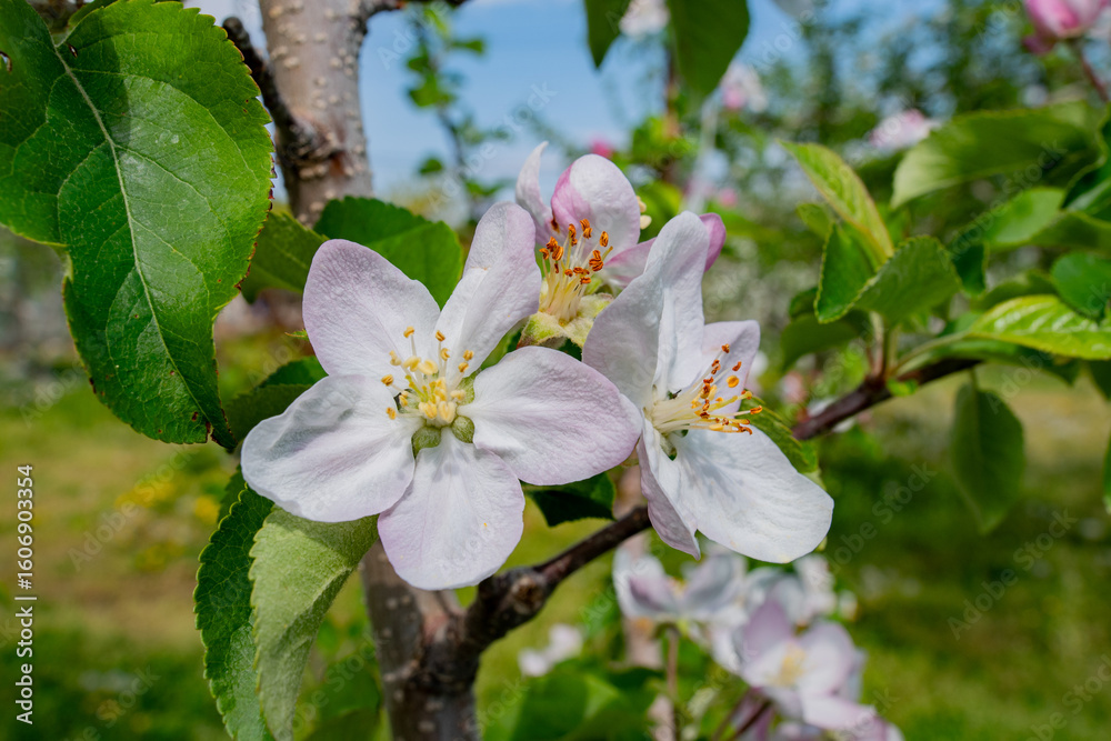 Obraz premium リンゴの花