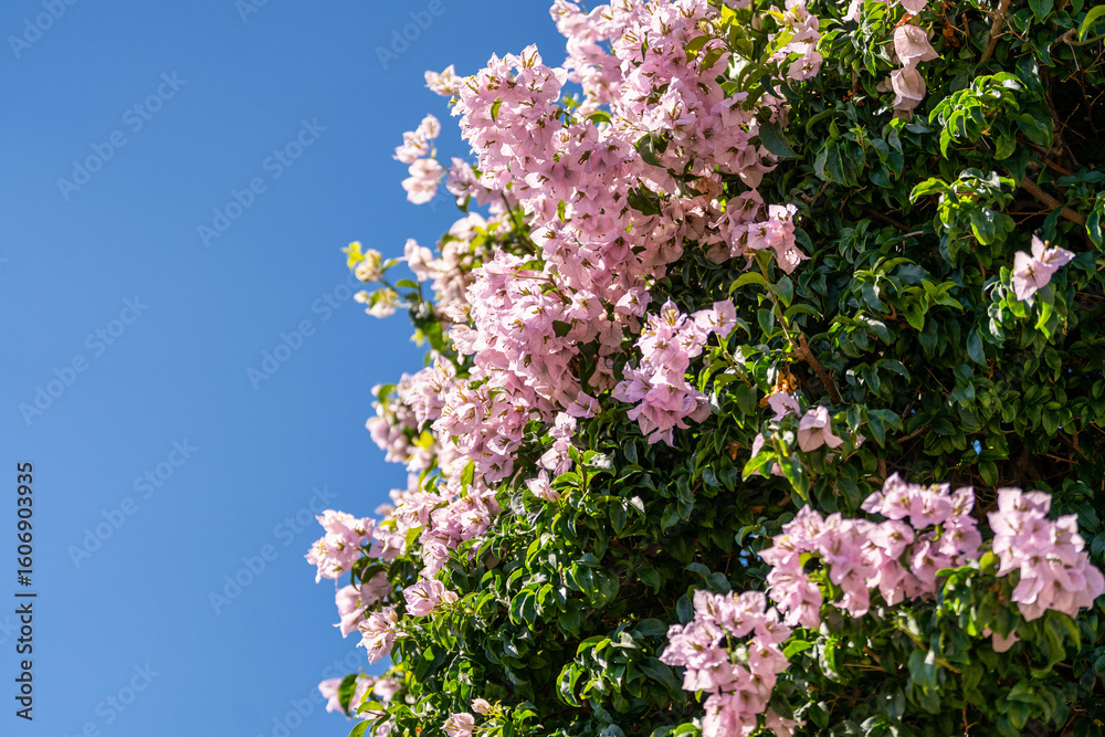 Pink bougainvillea blooming under clear blue sky – vibrant Mediterranean flora Pink bougainvillea blooming under clear blue sky – vibrant Mediterranean flora