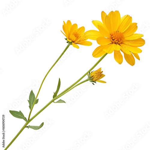 Vibrant yellow daisies with green leaves on delicate stems in close-up white background
