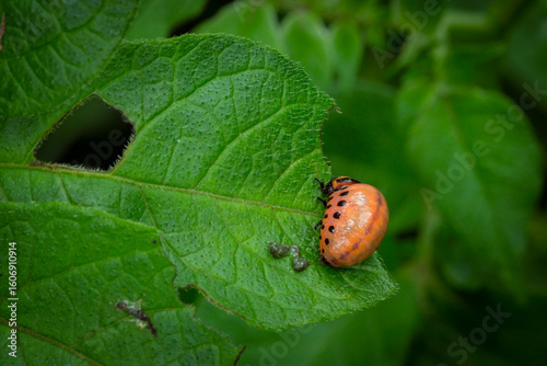 Colorado Potato Beetle (Leptinotarsa decemlineata).Close-up Colorado potato beetle and larvae on the green leaves of potatoes, is a major pest of potato crops