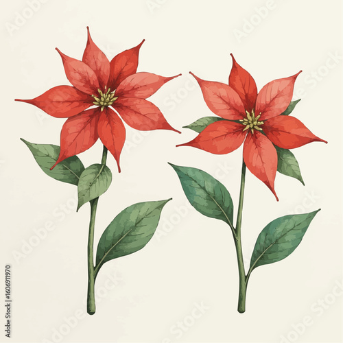 Illustration of vibrant red poinsettia flowers with green leaves for holiday decorations and floral designs
