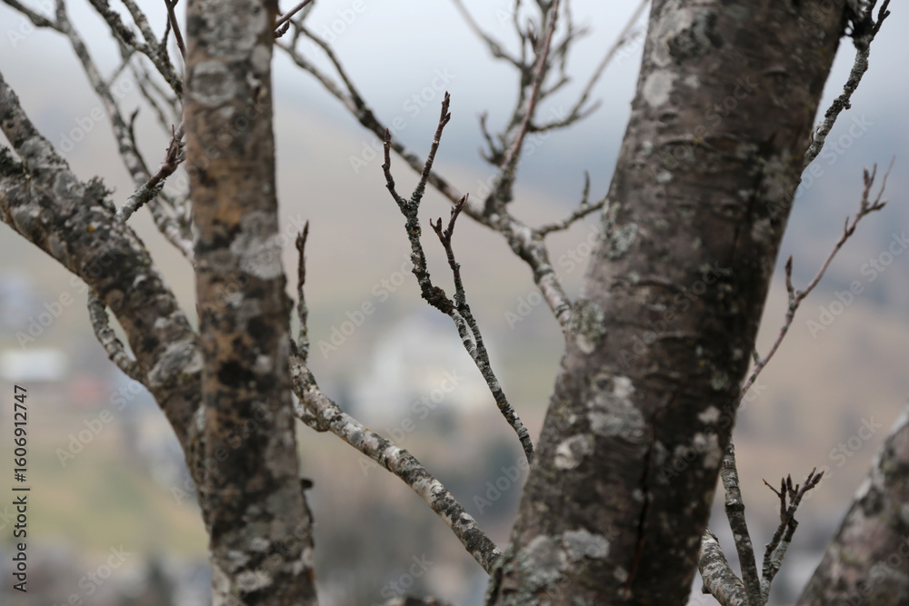 detailaufnahme von einem Laubbaum im Winter detailaufnahme von einem Laubbaum im Winter