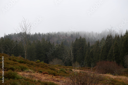 Landschaft im Schwarzwald, Deutschland. Im Herbst mit Nebel im Wald
