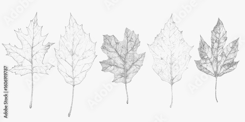 Series of leaves in different shapes. Detailed stipple illustration with halftone grit, photocopy grain and clear black threshold contrast.
