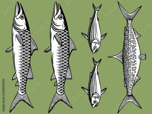 fish on a white background